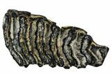 Polished Mammoth Molar Slice - South Carolina #106415-1